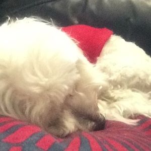 Meet your Posher, Terry